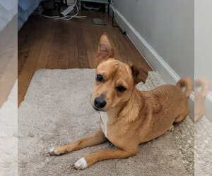 Chihuahua-Unknown Mix Dogs for adoption in Morganville, NJ, USA