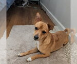 Small Chihuahua Mix