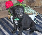 Puppy 3 Labrador Retriever-Unknown Mix