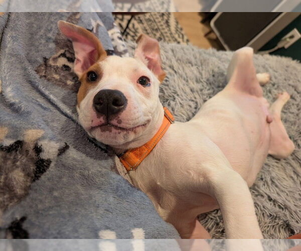 Medium Photo #6 Mutt Puppy For Sale in Wenonah, NJ, USA
