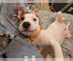 Small #5 Mutt