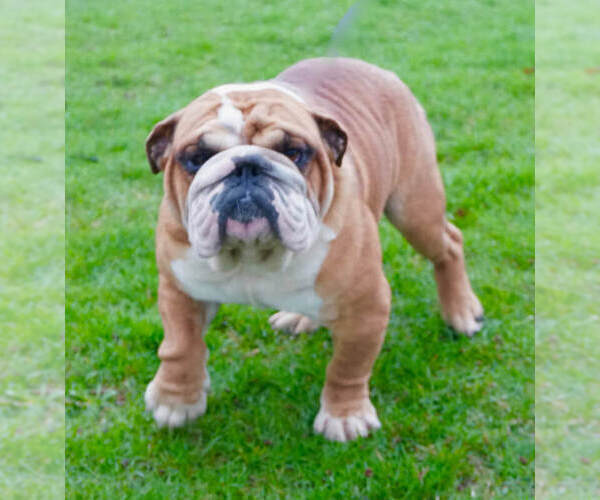 Medium Photo #1 Bulldog Puppy For Sale in WARSAW, IN, USA