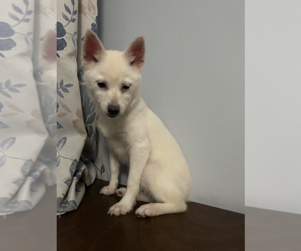 Medium Photo #31 Alaskan Klee Kai Puppy For Sale in DURHAM, CT, USA