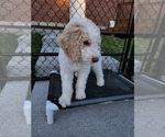 Small Photo #13 Poodle (Standard) Puppy For Sale in MOORES HILL, IN, USA