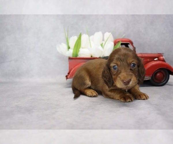 Medium Photo #4 Dachshund Puppy For Sale in BRADFORD, TN, USA