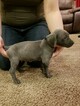 Small Photo #3 Weimaraner Puppy For Sale in BERESFORD, SD, USA