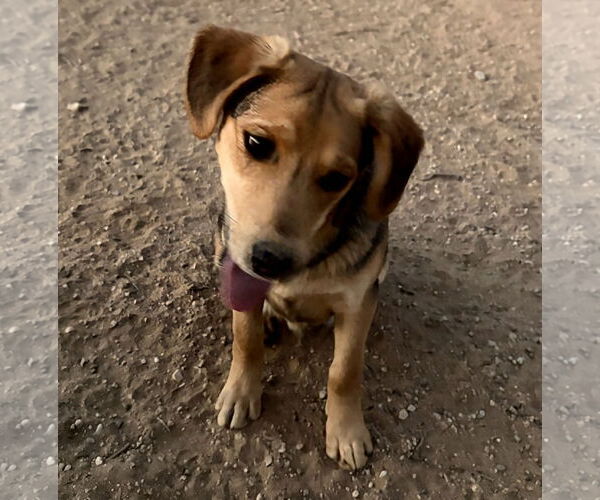 Medium Photo #2 Beagle-Unknown Mix Puppy For Sale in Apple Valley, CA, USA