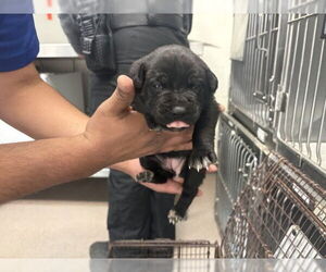 Mutt Dogs for adoption in San Bernardino, CA, USA