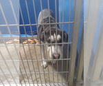 Small #3 American Staffordshire Terrier-Labrador Retriever Mix