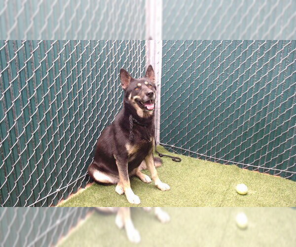 Medium Photo #1 Gerberian Shepsky Puppy For Sale in Downey, CA, USA