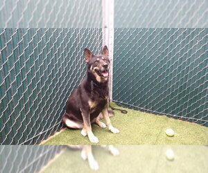 Gerberian Shepsky Dogs for adoption in Downey, CA, USA