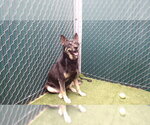 Small Gerberian Shepsky