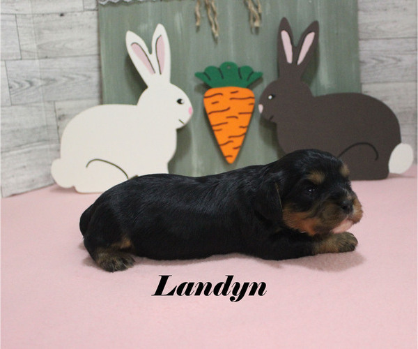 Medium Photo #4 Cavalier King Charles Spaniel Puppy For Sale in CHANUTE, KS, USA