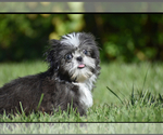Small #2 Shih Tzu