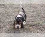 Small #2 Basset Hound