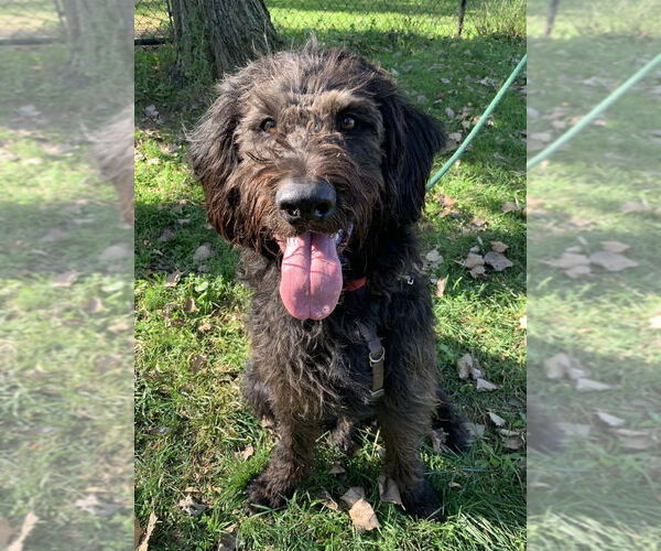 Medium Photo #3 Labradoodle Puppy For Sale in Elmsford, NY, USA
