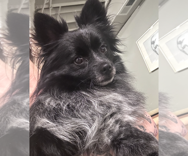 Medium Photo #2 Pomeranian Puppy For Sale in Bellevue, WA, USA