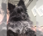 Small #1 Pomeranian