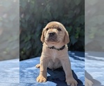 Puppy Green Collar Labrador Retriever