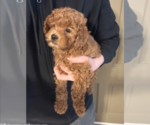 Small #2 Goldendoodle (Miniature)