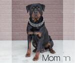 Small Photo #3 Rottweiler Puppy For Sale in FREDERICKSBG, OH, USA