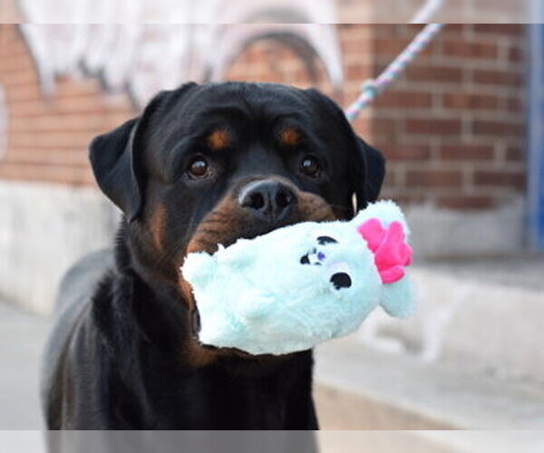 Medium Photo #3 Rottweiler Puppy For Sale in Hillsboro, NH, USA