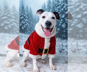 Catahoula Leopard Dog-Unknown Mix Dogs for adoption in Plano, TX, USA