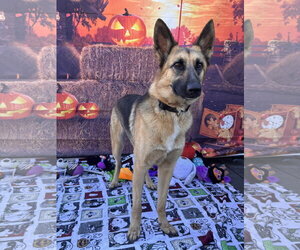 Elle - Female German Shepherd Dog Dog for Adoption - Photo #7