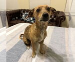 Small Chihuahua Mix