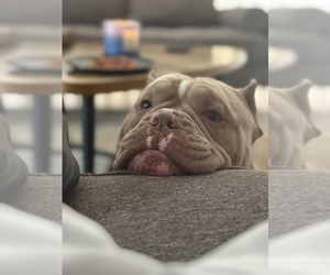 Father of the American Bully puppies born on 07/16/2026