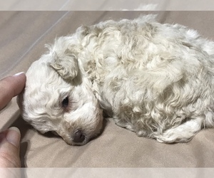 Poodle (Toy) Puppy for sale in WEWAHITCHKA, FL, USA