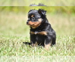 Small #4 Miniature American Shepherd