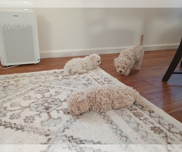 Medium Photo #2 Poodle (Toy) Puppy For Sale in SEASIDE, CA, USA