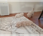 Small #1 Poodle (Toy)