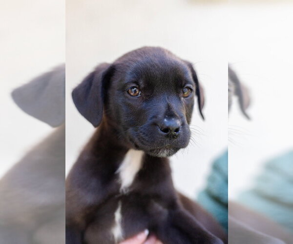 Medium Photo #7 Labrador Retriever-Unknown Mix Puppy For Sale in Canton, CT, USA