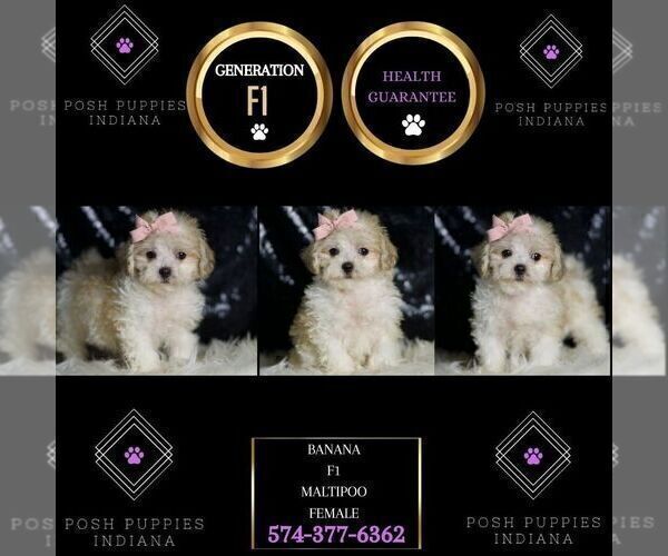 Medium Photo #50 Maltipoo Puppy For Sale in WARSAW, IN, USA