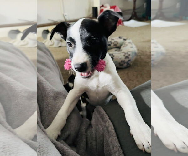 Medium Photo #12 Mutt Puppy For Sale in Germantown, OH, USA