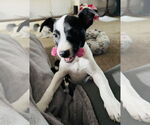 Small #11 Mutt