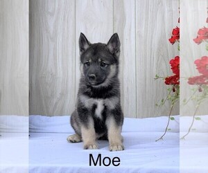 Norwegian Elkhound-Siberian Husky Mix Puppy for sale in FREDERICKSBG, OH, USA