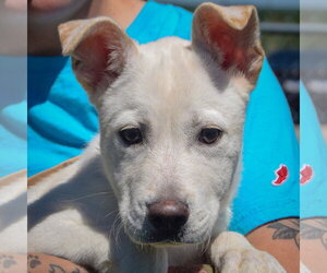 Shepradors Dogs for adoption in Huntley, IL, USA