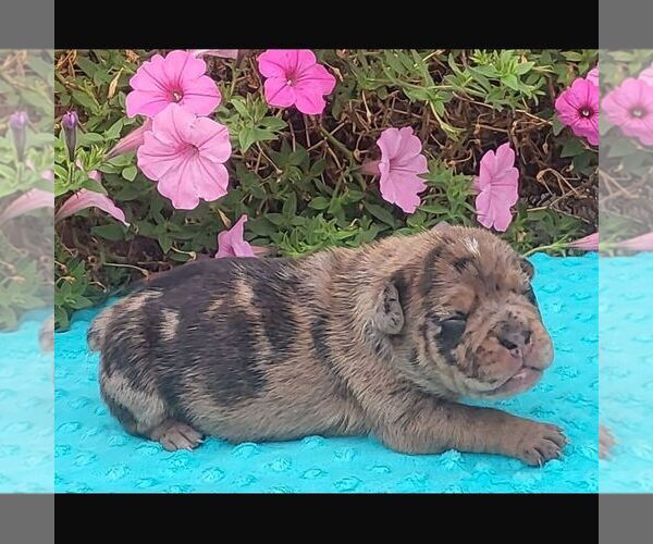 Medium Photo #1 Beabull Puppy For Sale in ARTHUR, IL, USA
