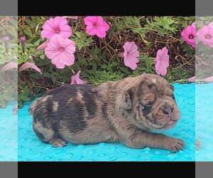 Beabull Puppy for sale in ARTHUR, IL, USA