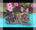 Small Beabull