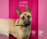 Small #1 German Shepherd Dog Mix
