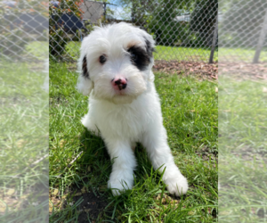 Miniature Bernedoodle Puppy for sale in MILWAUKEE, WI, USA