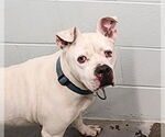 Small American Bulldog Mix