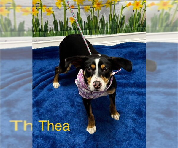 Medium Photo #2 Rat Terrier Puppy For Sale in Cottageville, WV, USA