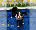 Small #1 Rat Terrier