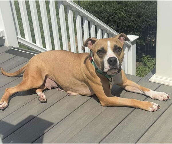 Medium Photo #6 Boxer Puppy For Sale in Rockville, MD, USA