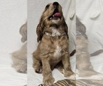 Small #5 English Cocker Spaniel
